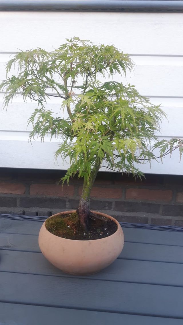 Japanse esdoorn met fijn ingesneden blad in een terracotta schaal.