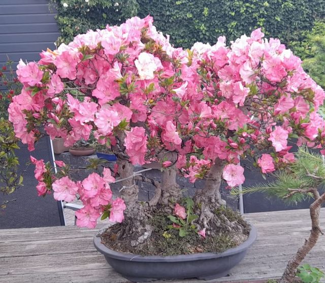 Azalea met drie stammen in volle roze bloei.