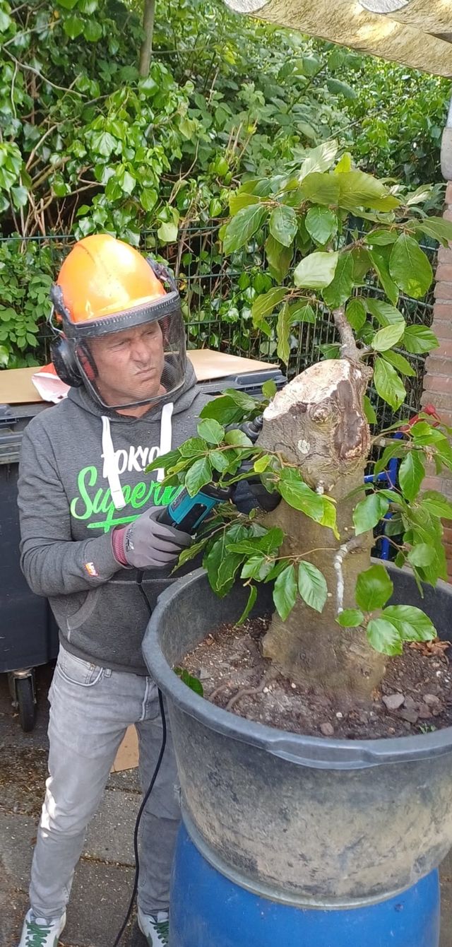 Een lid met helm en gelaatsscherm bewerkt de stam van een grote beuk in een kuip.