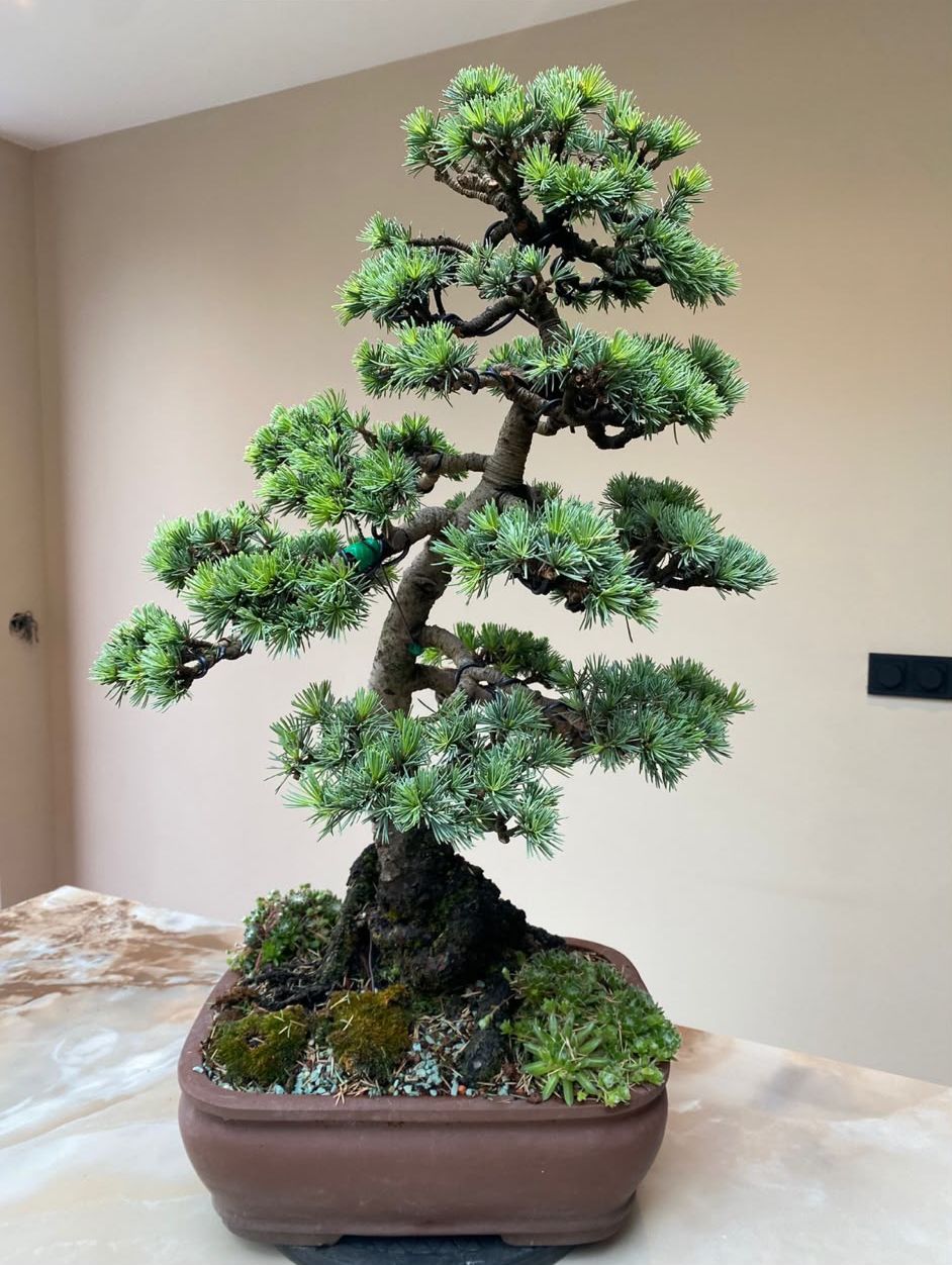 Een blauwe atlasceder als bonsai in een bruine schaal, met mos en kleine plantjes rond de voet van de stam.