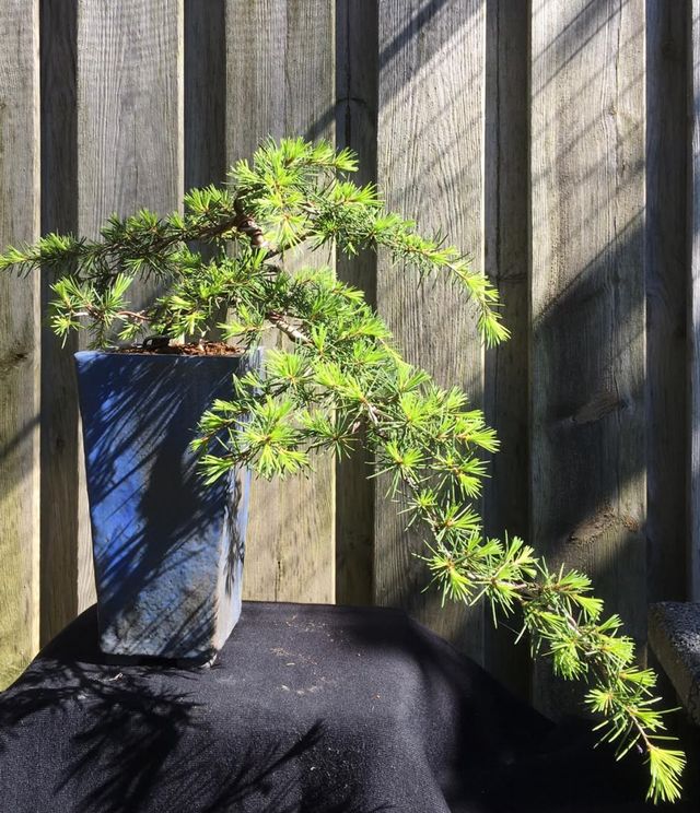 Ceder in cascadestijl in een blauwe pot, in strijklicht voor een houten schutting.