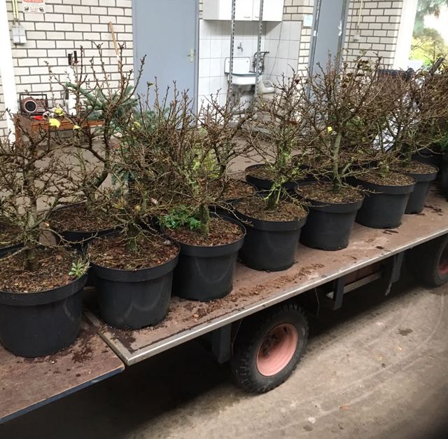 Een kar vol bomen in potten, opgehaald voor een workshop.