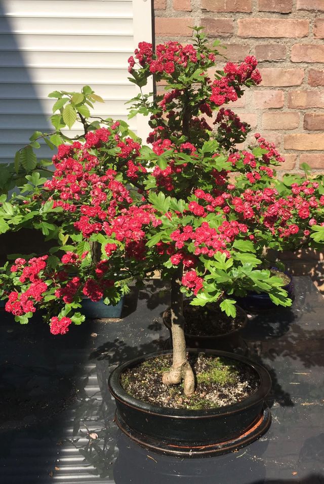 Meidoorn vol dieprode bloemen in een donkere schaal.
