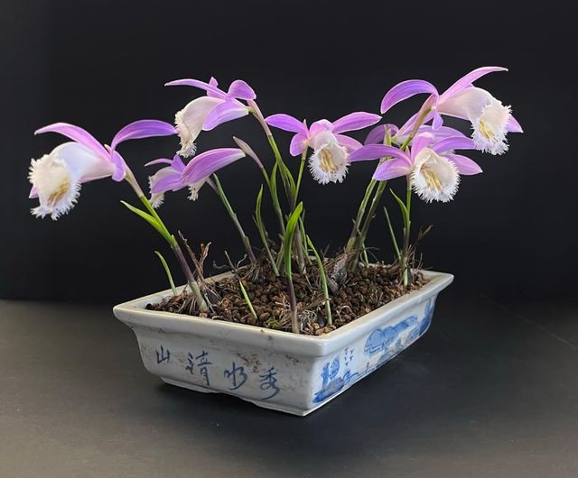 Bloeiende Pleione-orchideeën in een blauw-wit beschilderde schaal tegen een donkere achtergrond.