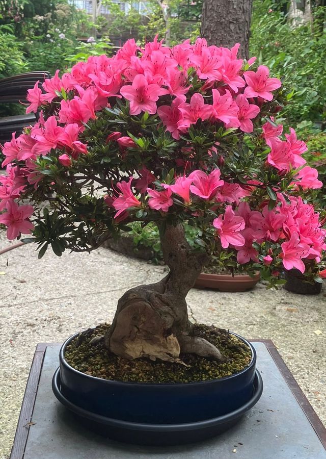 Satsuki-azalea vol roze bloemen boven een oude, gedraaide stam in een donkerblauwe schaal.