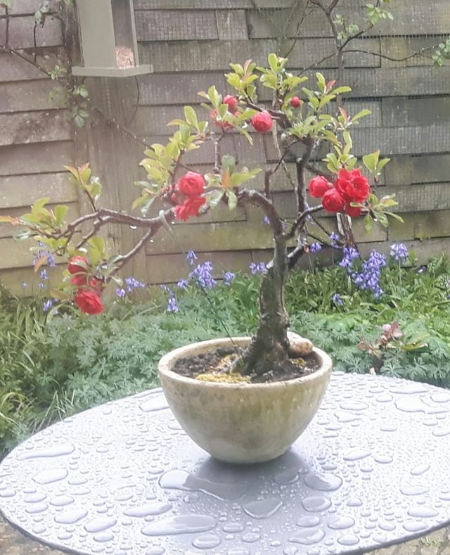 Sierkwee met rode bloemen in een stenen schaal, op een natte tafel.
