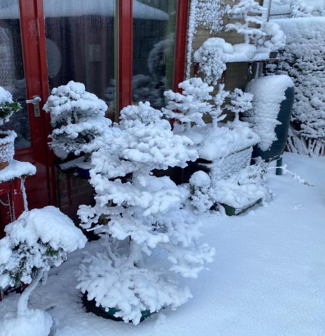 Bonsai op een terras, helemaal bedekt met sneeuw.