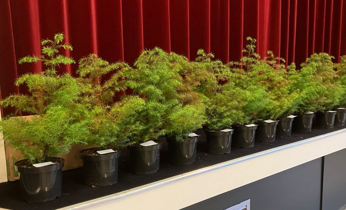 Een rij jonge naaldboompjes in kwekerijpotten op een podium, het materiaal voor de workshop.