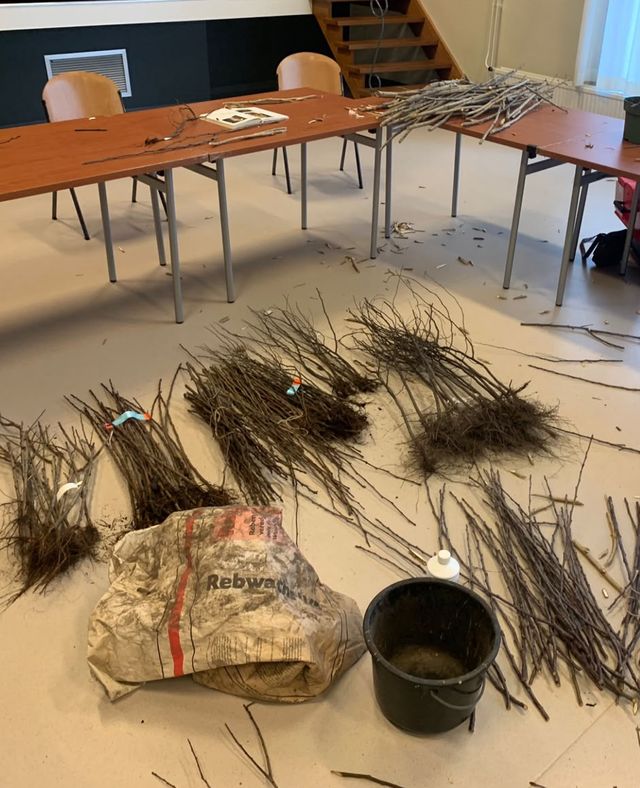 Bundels kale jonge boompjes op de vloer van de zaal.