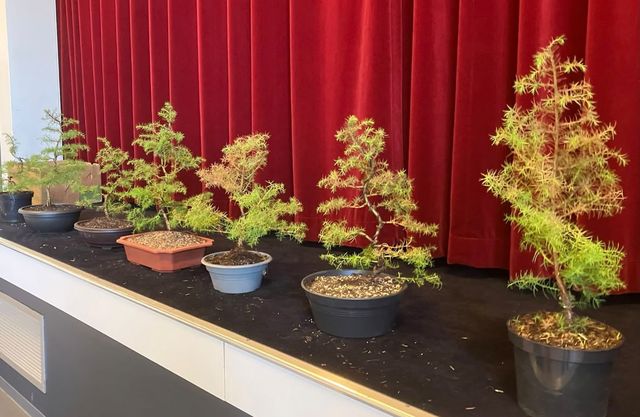 Een rij jonge bomen in schalen op een podium na een workshop.